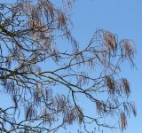 Catalpa bignonioides