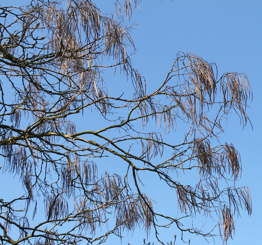 Image of Catalpa bignonioides specimen.