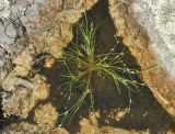 Juncus bufonius. Плодоносящее растение в лужице на камнях. Приморье, Сихотэ-Алинь, долина р. Серебрянки. 11.08.2012.