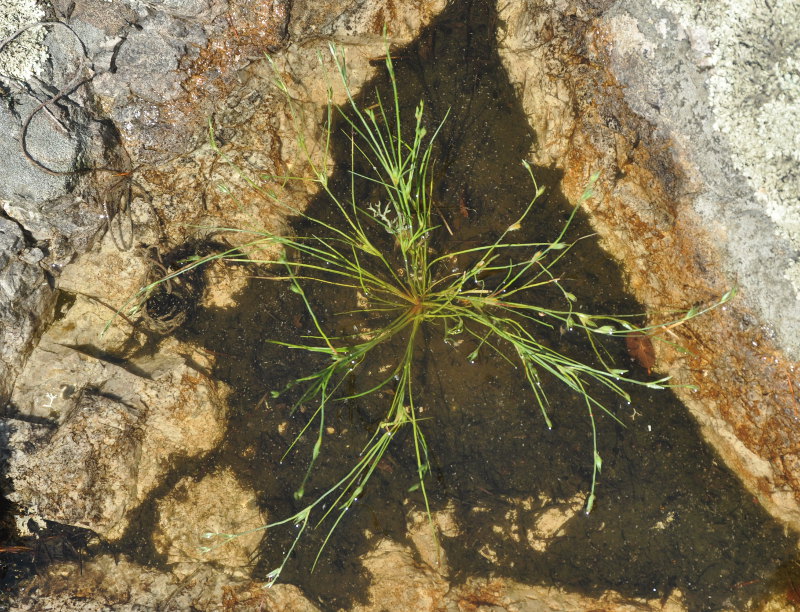 Image of Juncus bufonius specimen.