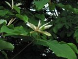 Magnolia tripetala