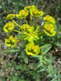 Euphorbia seguieriana. Соцветие. Краснодарский край, сухой южный склон над р. Ея у станицы Шкуринская. 29.05.2009.