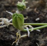 Ornithogalum