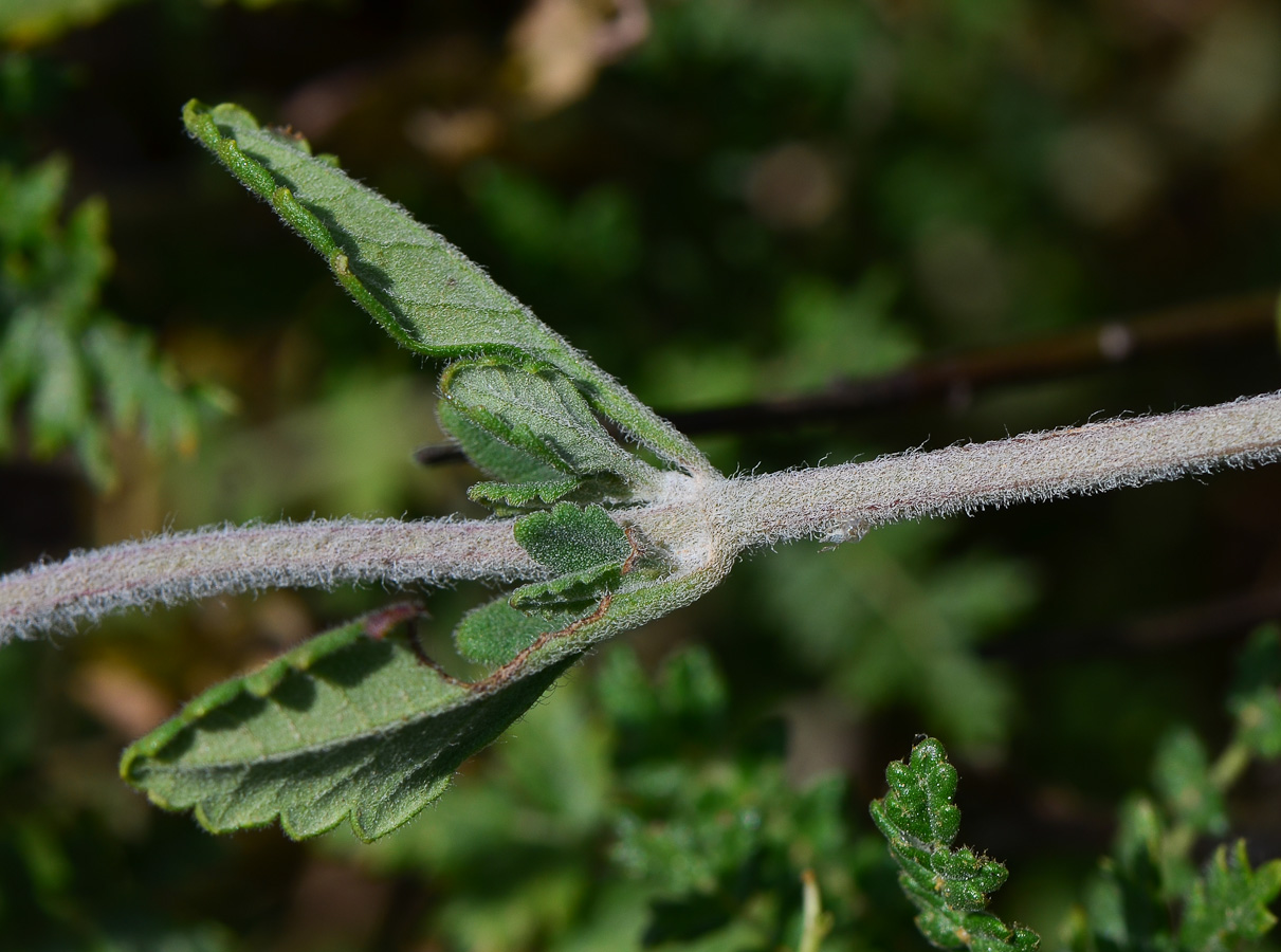 Изображение особи Teucrium divaricatum.