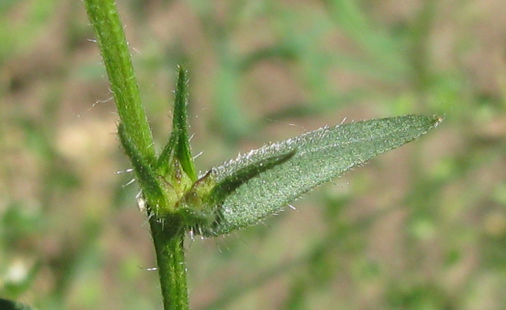 Image of Buglossoides rochelii specimen.