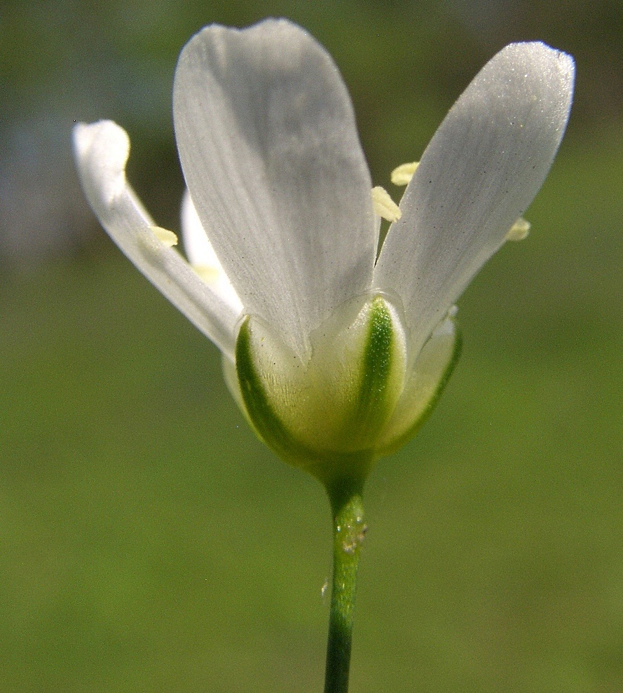 Image of Eremogone micradenia specimen.