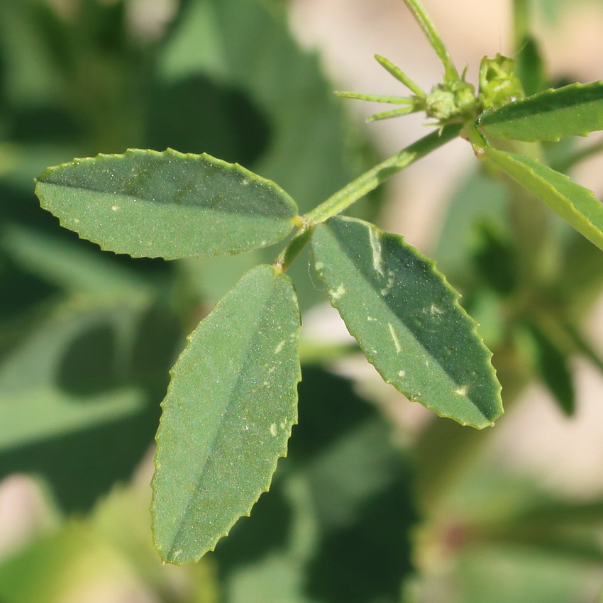 Изображение особи Melilotus officinalis.