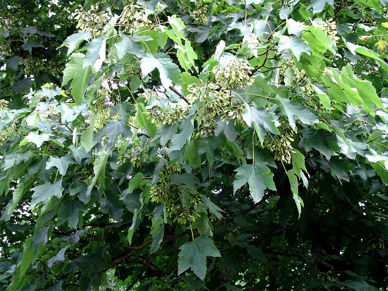 Image of Acer velutinum specimen.