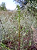 Salsola tragus. Верхушка цветущего растения с охотящимся богомолом. Ростовская обл., Азовский р-н, побережье Таганрогского залива в окр. косы Очаковская. 04.07.2012.