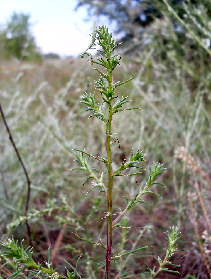 Изображение особи Salsola tragus.