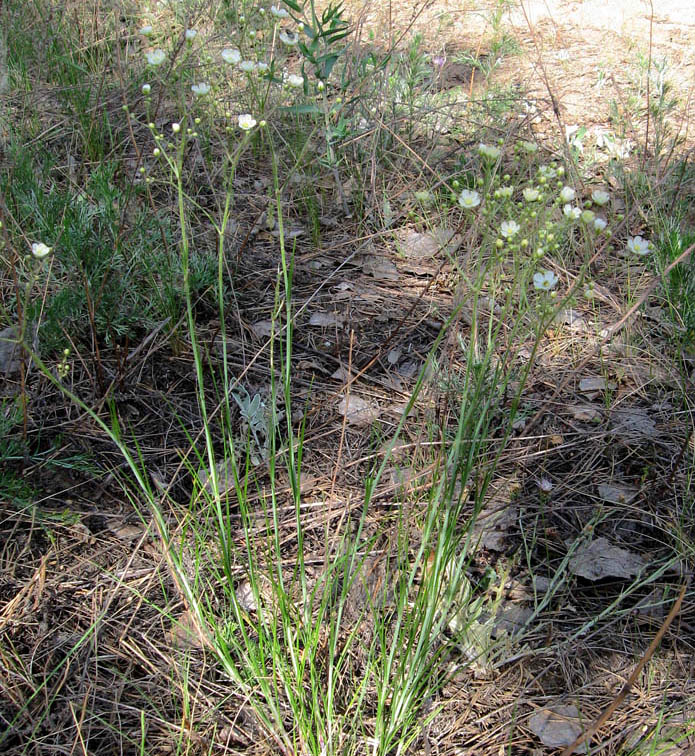 Image of Eremogone biebersteinii specimen.