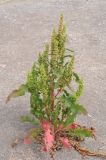 Rumex stenophyllus