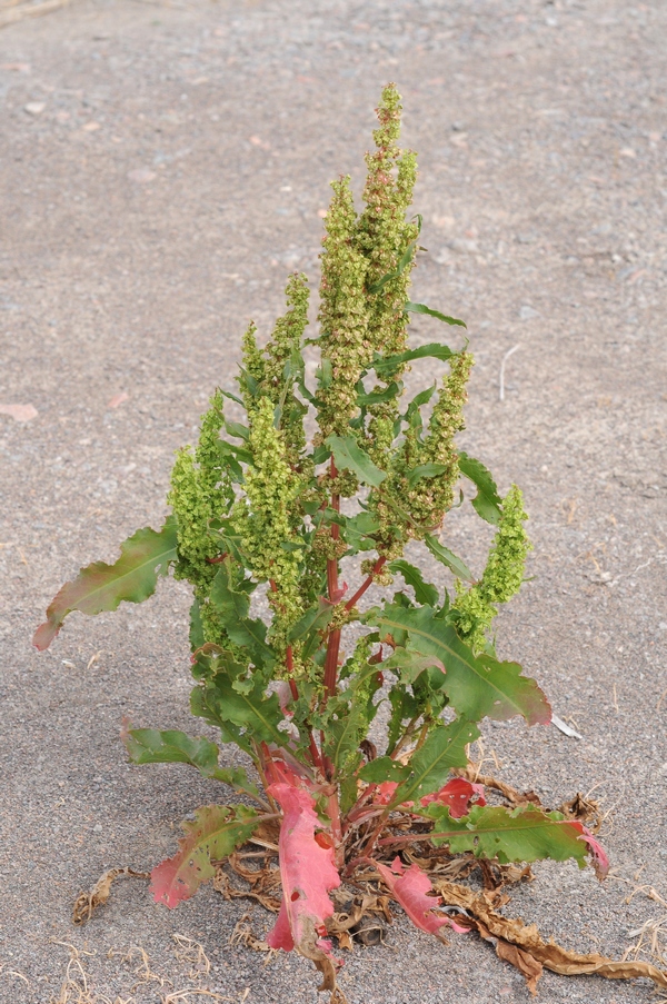 Изображение особи Rumex stenophyllus.