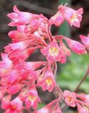 Heuchera sanguinea