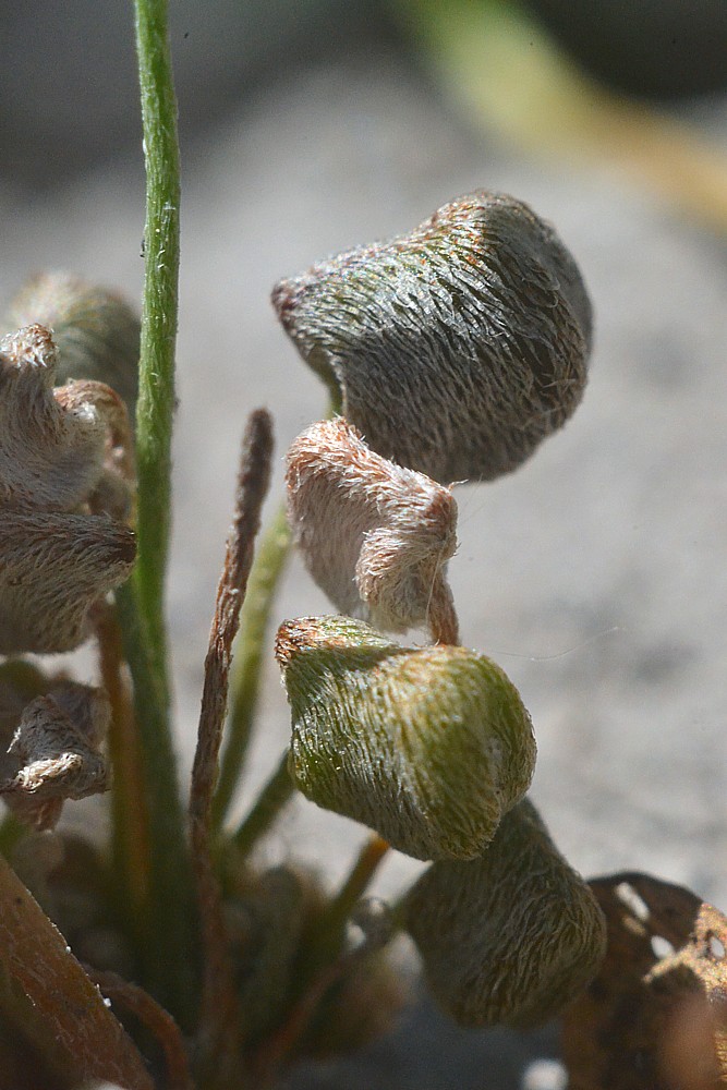 Image of Marsilea aegyptiaca specimen.