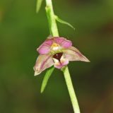 Epipactis helleborine