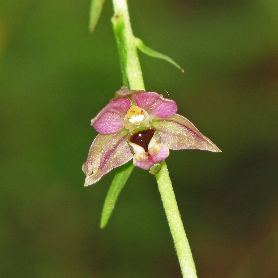 Изображение особи Epipactis helleborine.