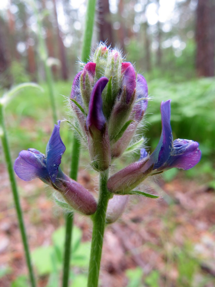 Image of Oxytropis campanulata specimen.