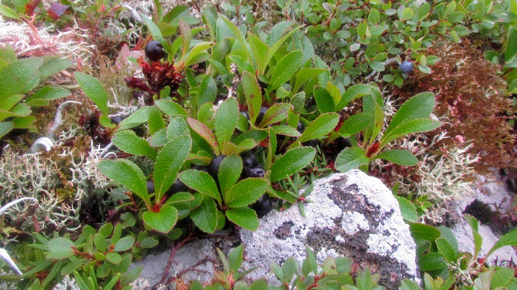 Image of Arctous alpina specimen.