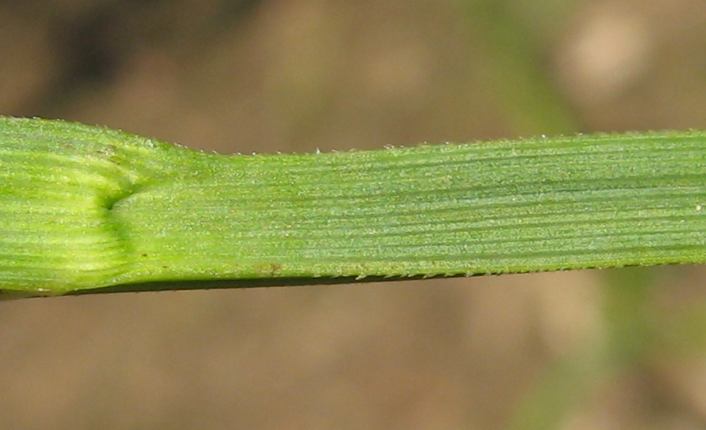 Image of Carex acuta specimen.