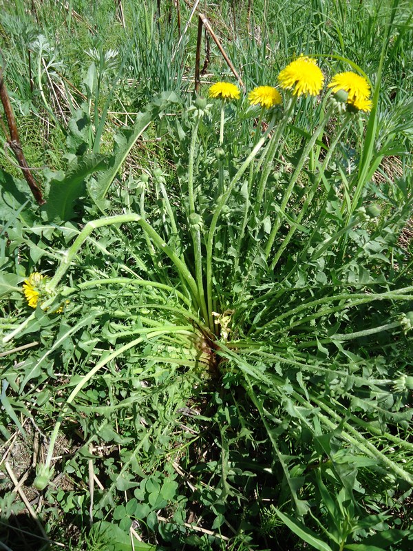 Изображение особи род Taraxacum.