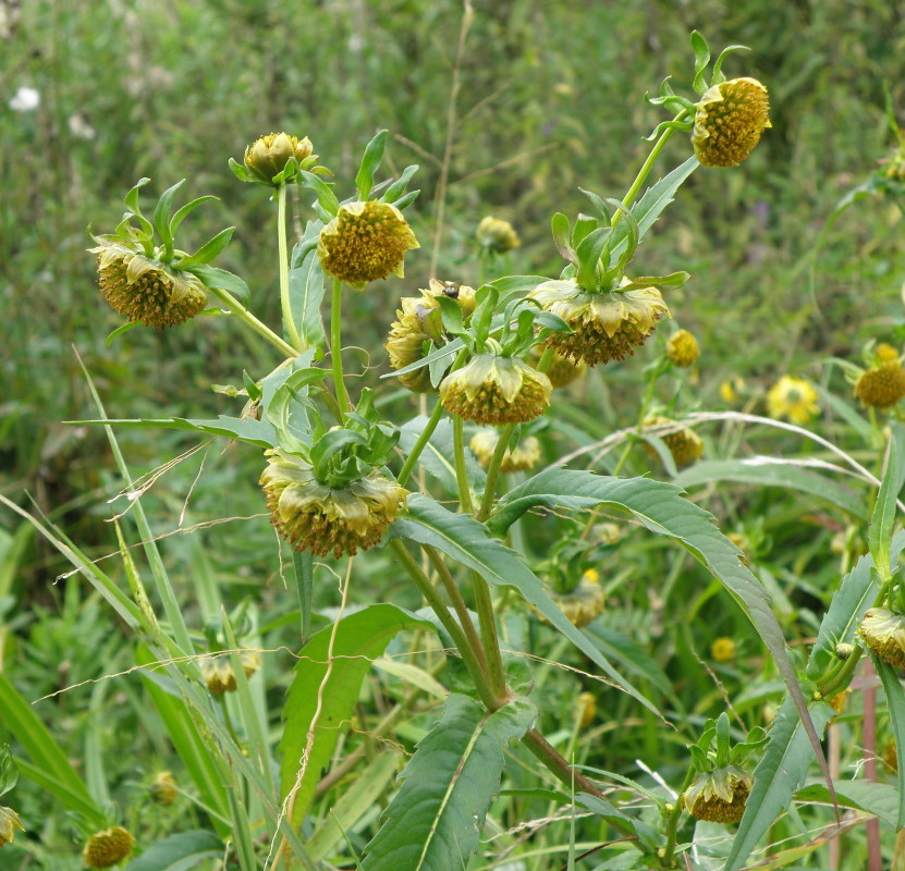 Image of Bidens cernua specimen.