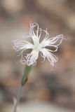 Dianthus tetralepis