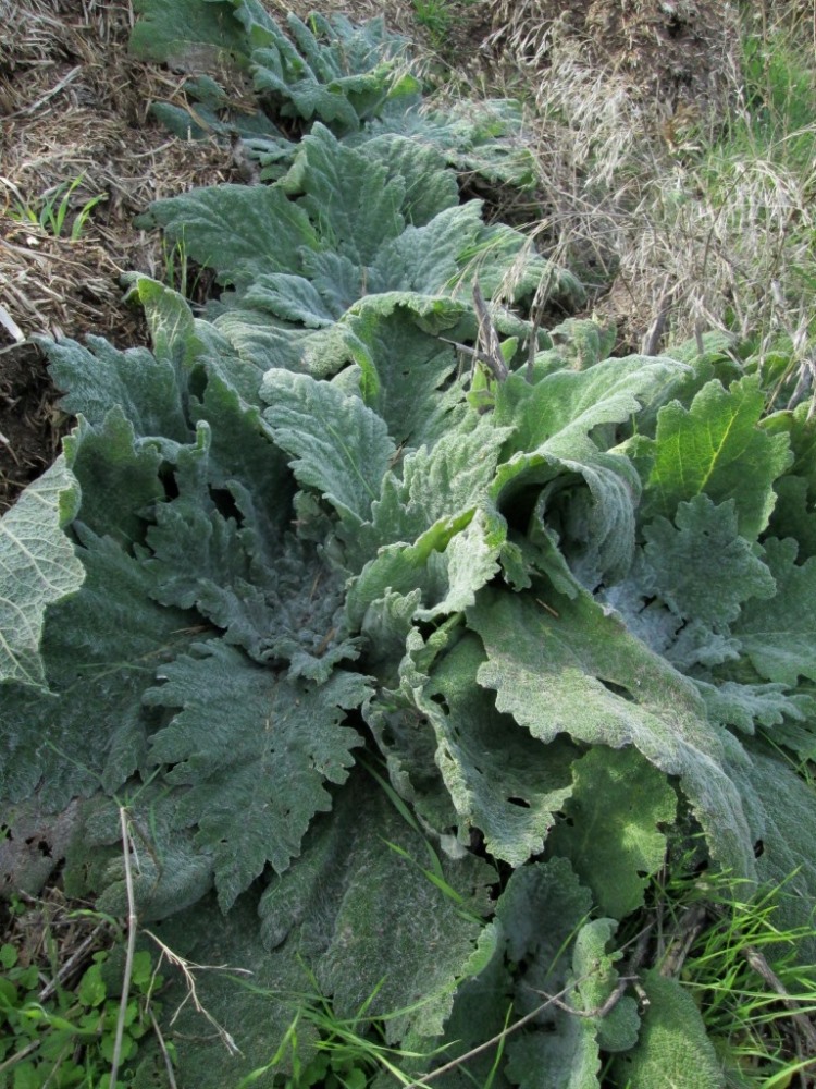 Image of Salvia aethiopis specimen.