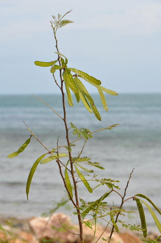 Изображение особи Leucaena leucocephala.