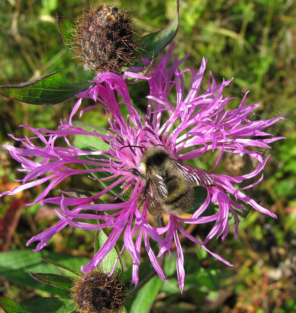 Image of Centaurea phrygia specimen.