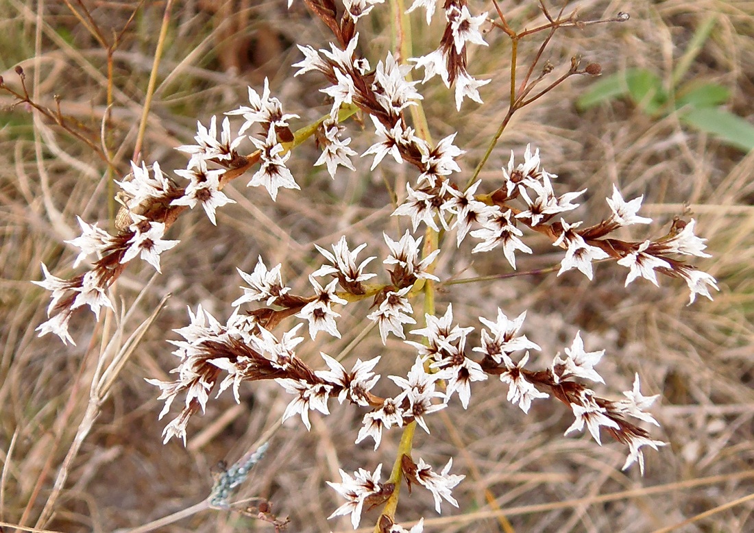 Image of Goniolimon tataricum specimen.