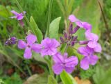 Hesperis pycnotricha