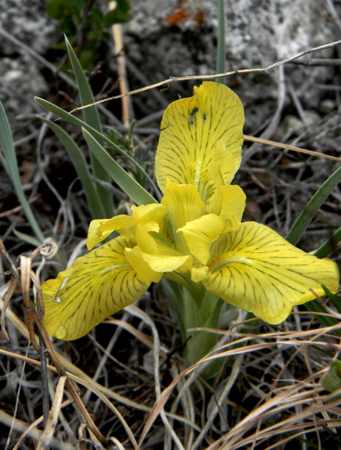 Изображение особи Iris potaninii.