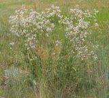 Gypsophila altissima. Цветущее растение на лугу. Иркутская обл., окр. г. Иркутск, левый берег р. Ангара. Июль 2013 г.