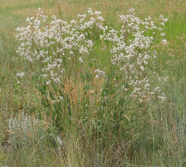 Image of Gypsophila altissima specimen.