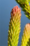 Picea obovata. Верхушка побега. Карелия, Лоухский р-н, окр. пос. Чкаловский, берег Белого моря. 16.06.2013.