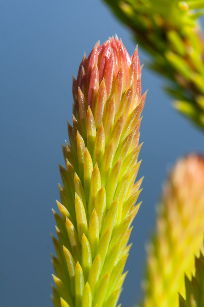 Image of Picea obovata specimen.