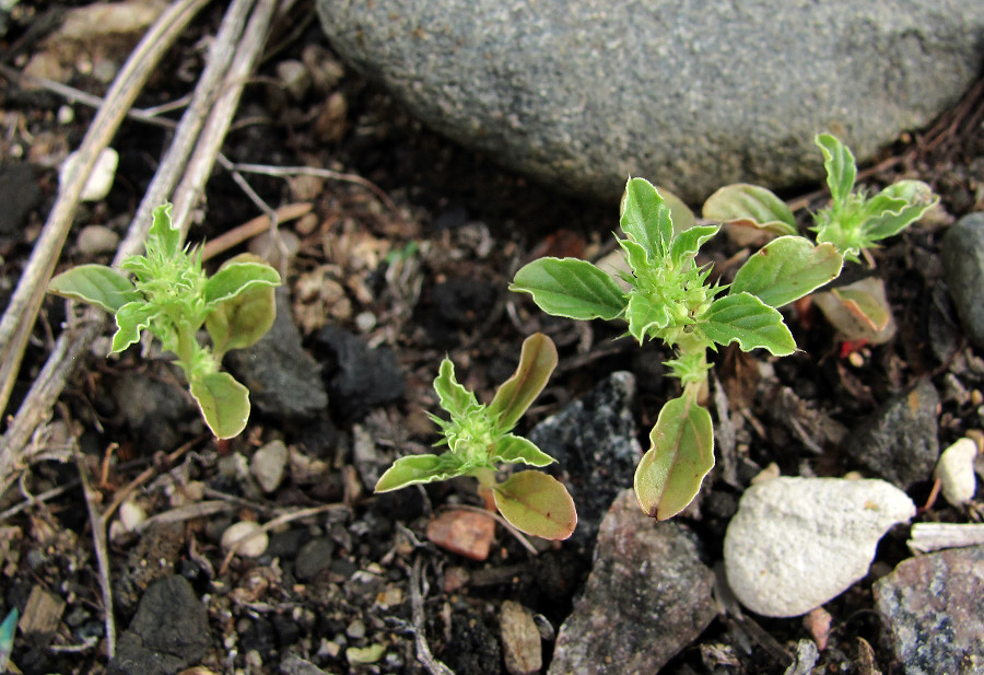 Image of Amaranthus albus specimen.