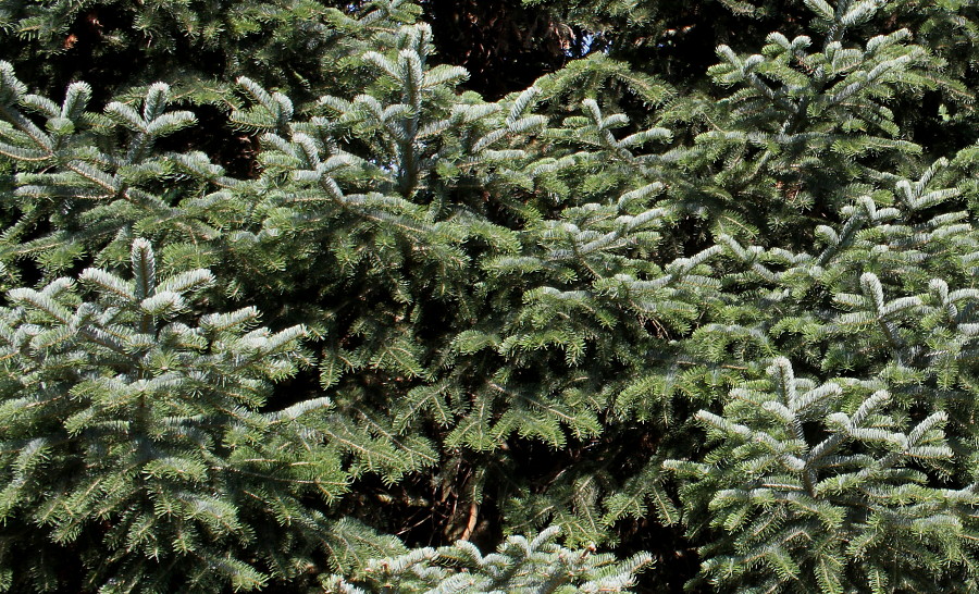 Image of Abies nordmanniana ssp. equi-trojani specimen.
