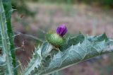 Onopordum acanthium