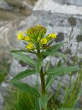 Erysimum hieraciifolium