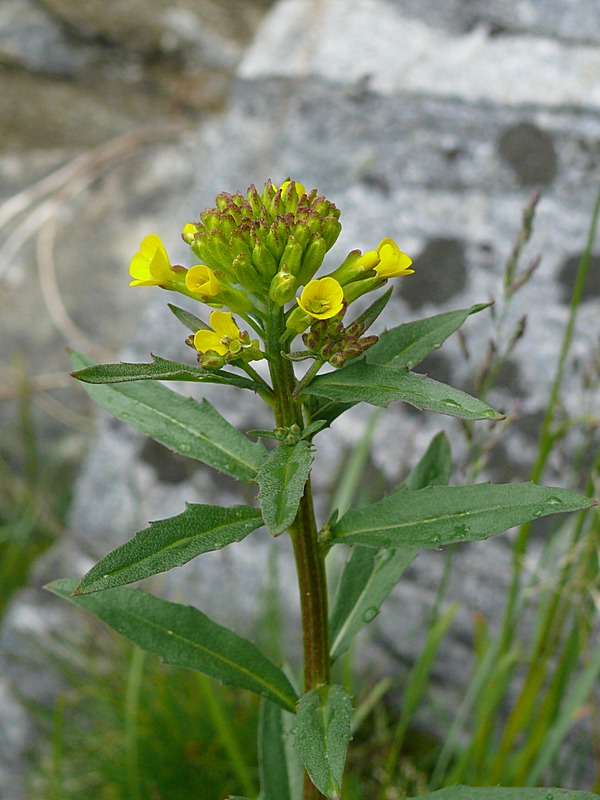 Изображение особи Erysimum hieraciifolium.