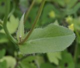 род Crepis. Часть побега. Греция, Халкидики, окр. с. Псакудия (Ψακούδια). 03.02.2014.