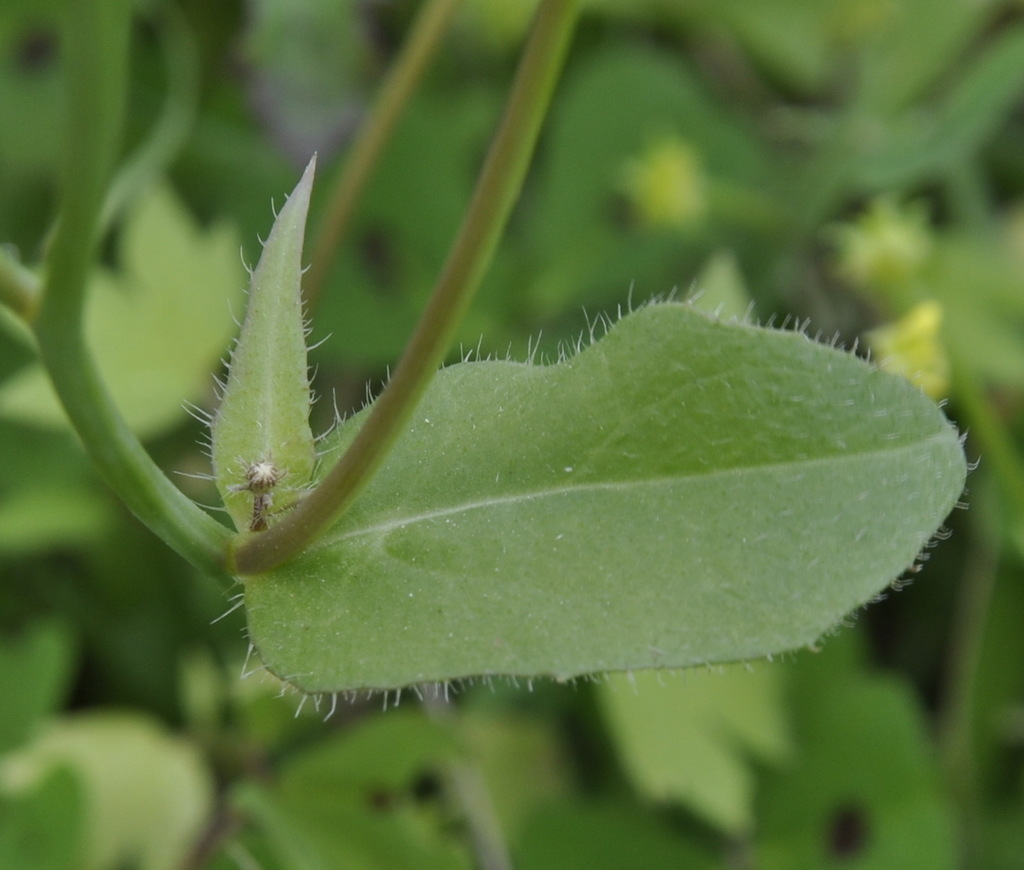 Изображение особи род Crepis.