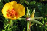 Portulaca grandiflora. Цветок и бутон. Краснодарский край, г. Крымск, городское озеленение. 11.07.2013.