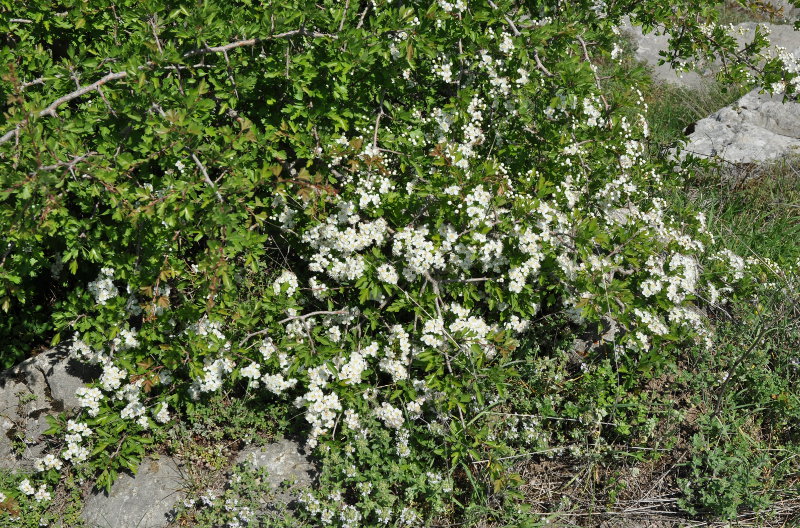 Изображение особи Crataegus monogyna.