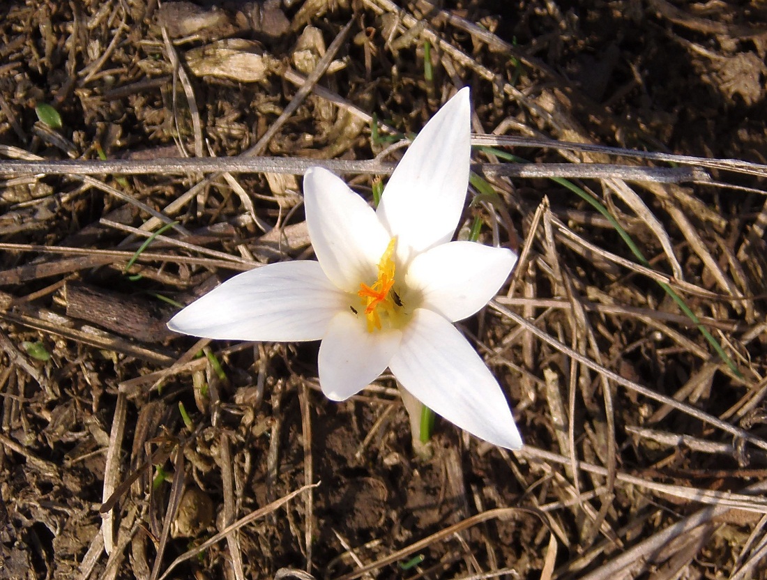 Image of Crocus reticulatus specimen.