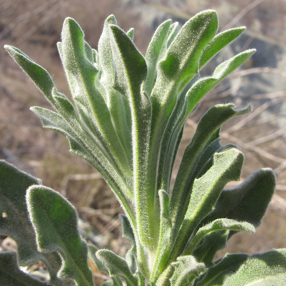 Image of Fibigia eriocarpa specimen.