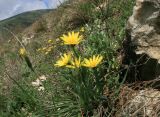 Tragopogon pusillus. Цветущее растение. Краснодарский край, окр. г. Новороссийск, хр. Маркотх, горная степь. 13.04.2014.