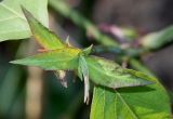 Leycesteria formosa